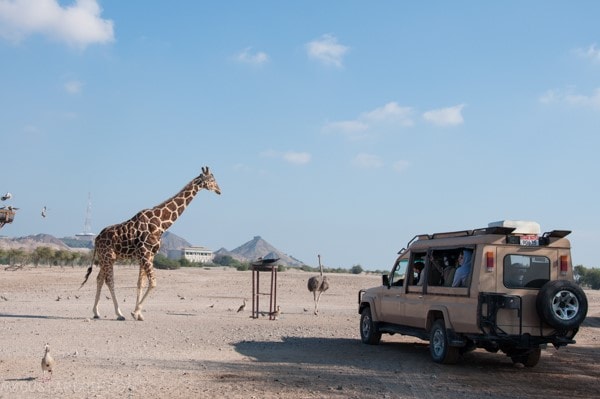 Sir Bani Yas Safari Island