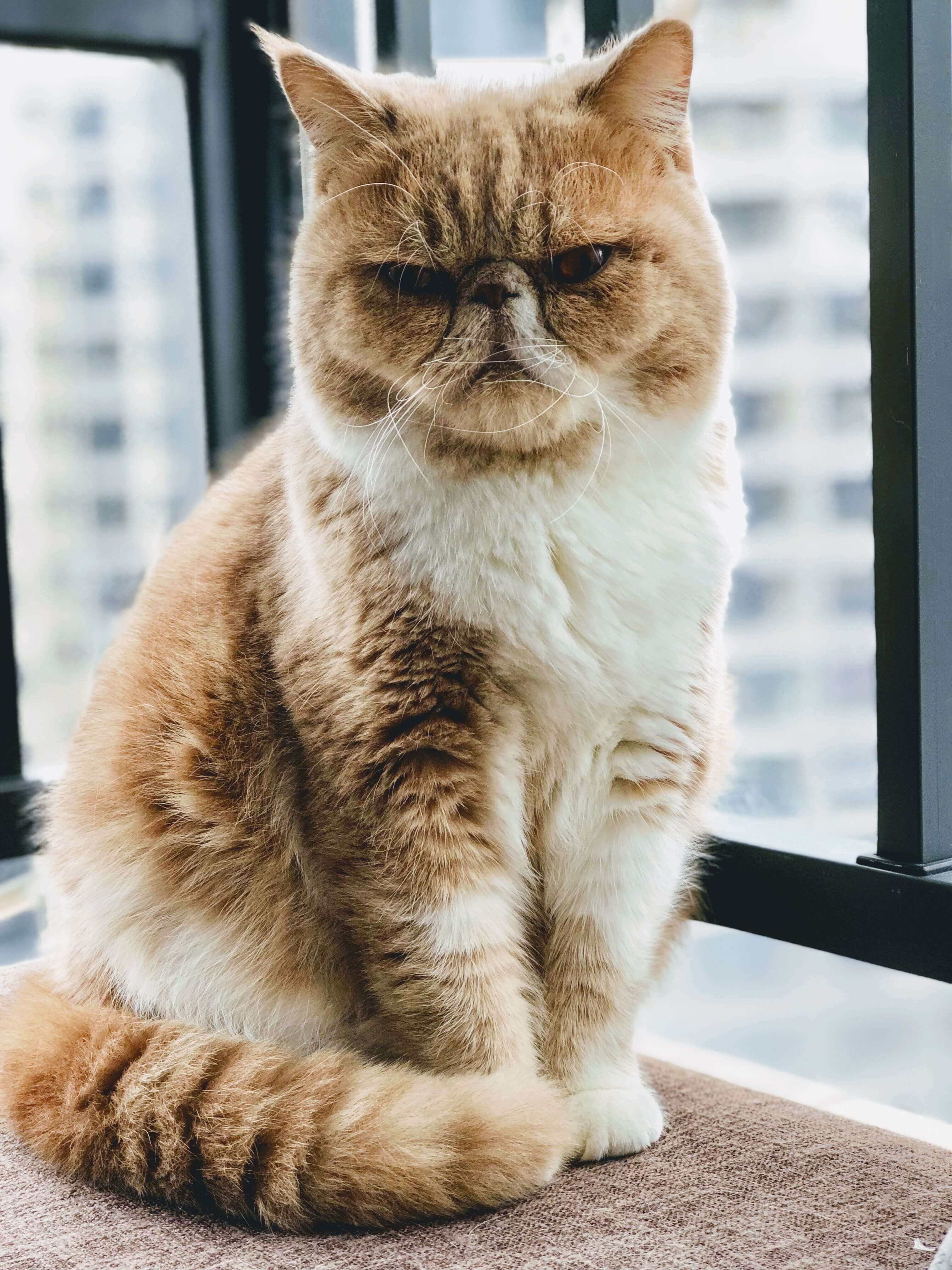 Angry looking cat