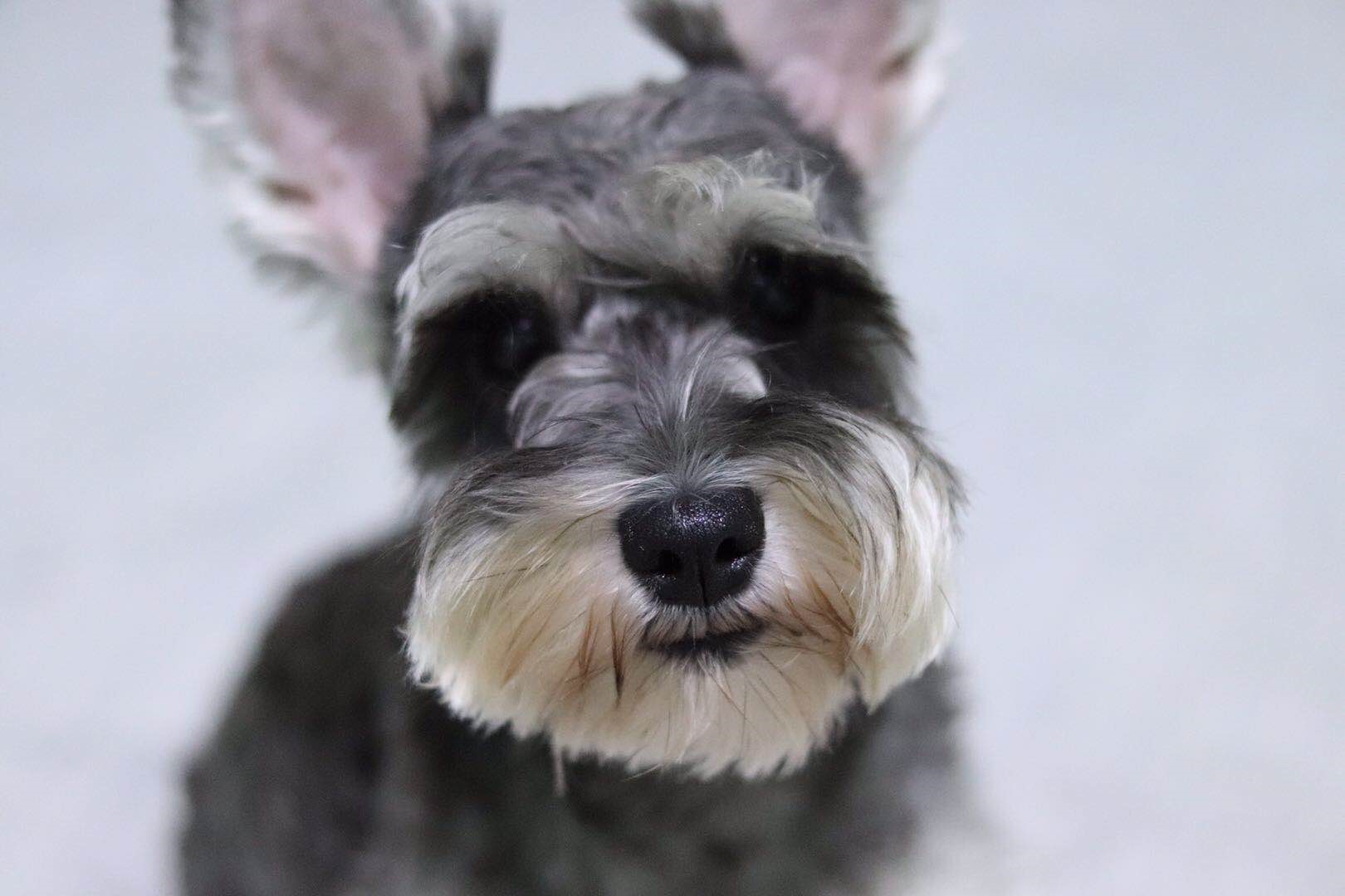 A schnauzer sitting patiently