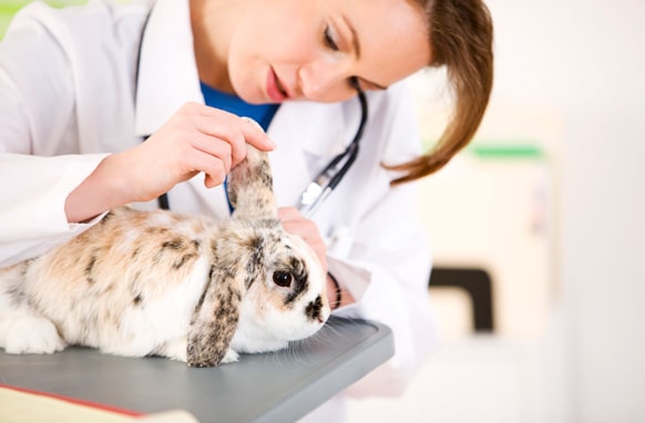 Vet looking into a bunnys ear