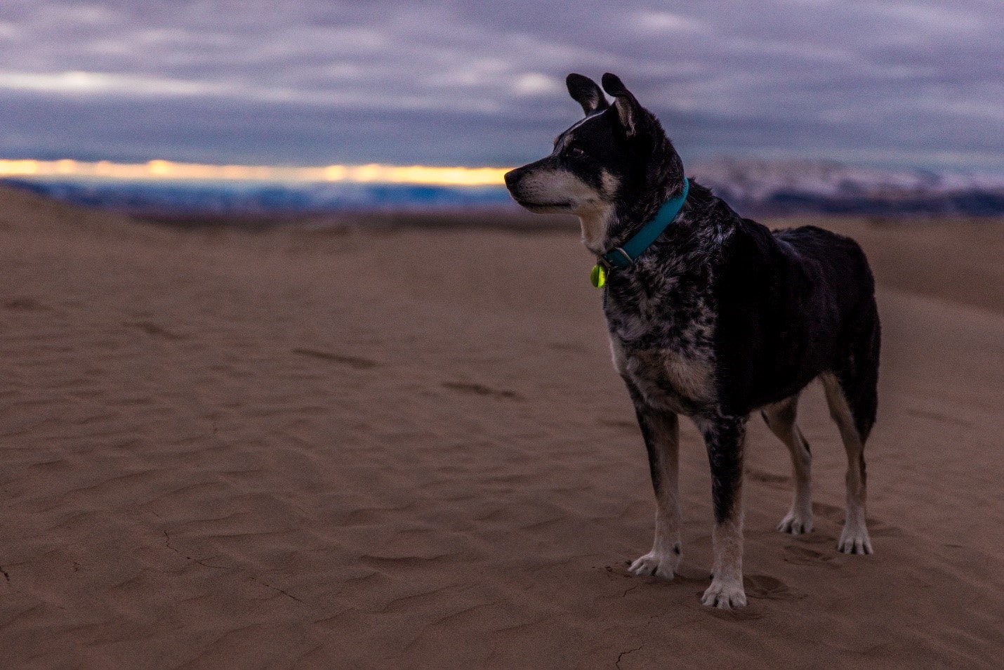 dog standing on the beach