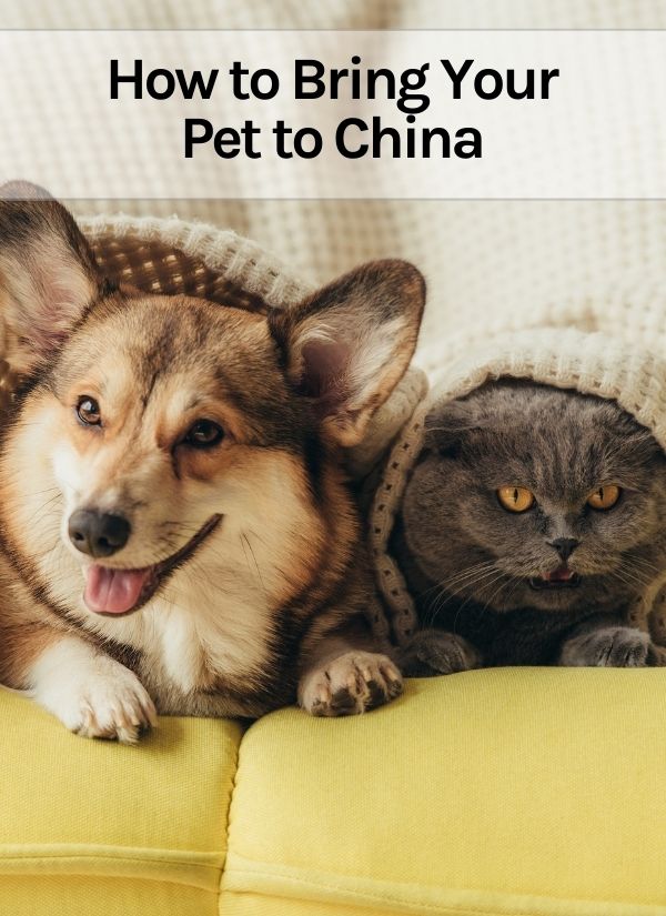 How to Bring Your Pet to China Thumbnail