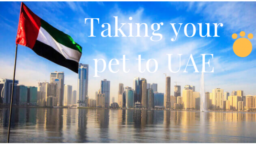 Moving to The UAE With Your Pet